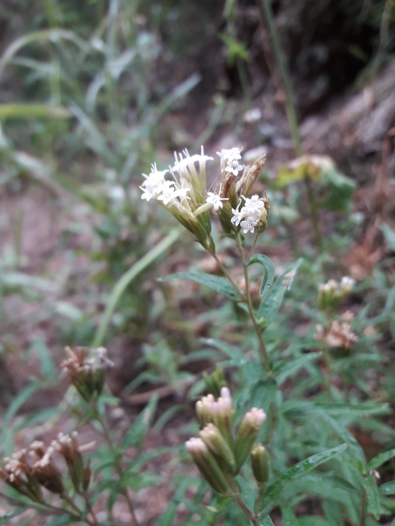 Stevia gilliesii photo 4