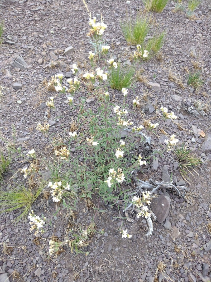 Stevia gilliesii photo 6