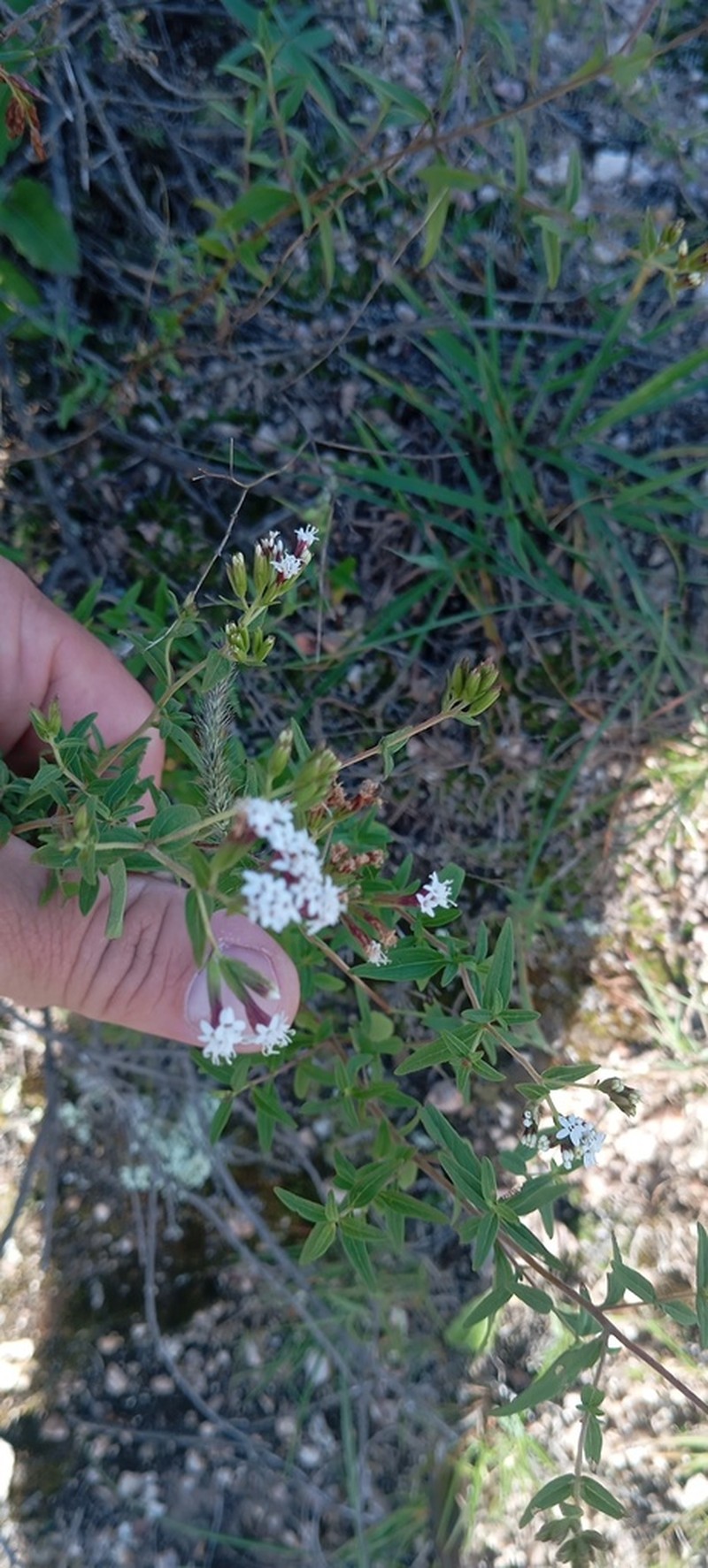 Stevia gilliesii photo 7