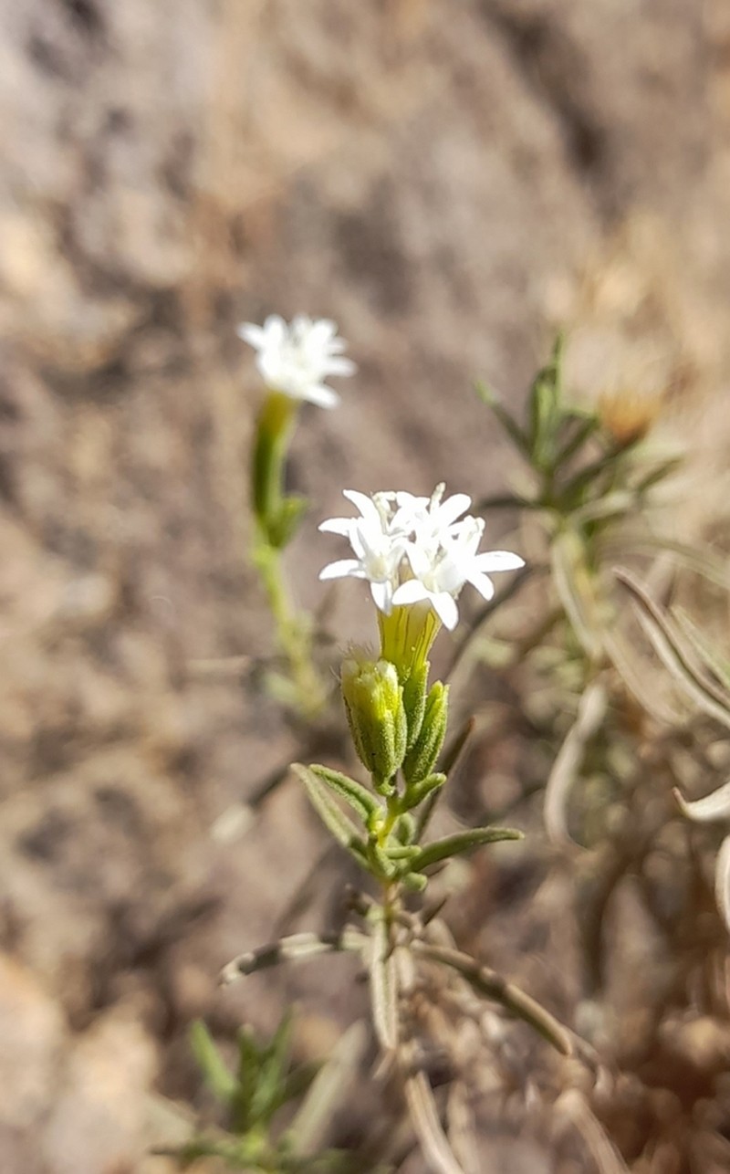 Stevia gilliesii photo 8