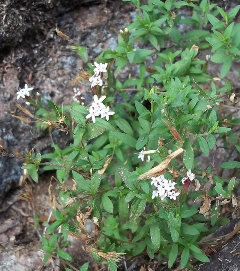 Stevia gilliesii var. gilliesii