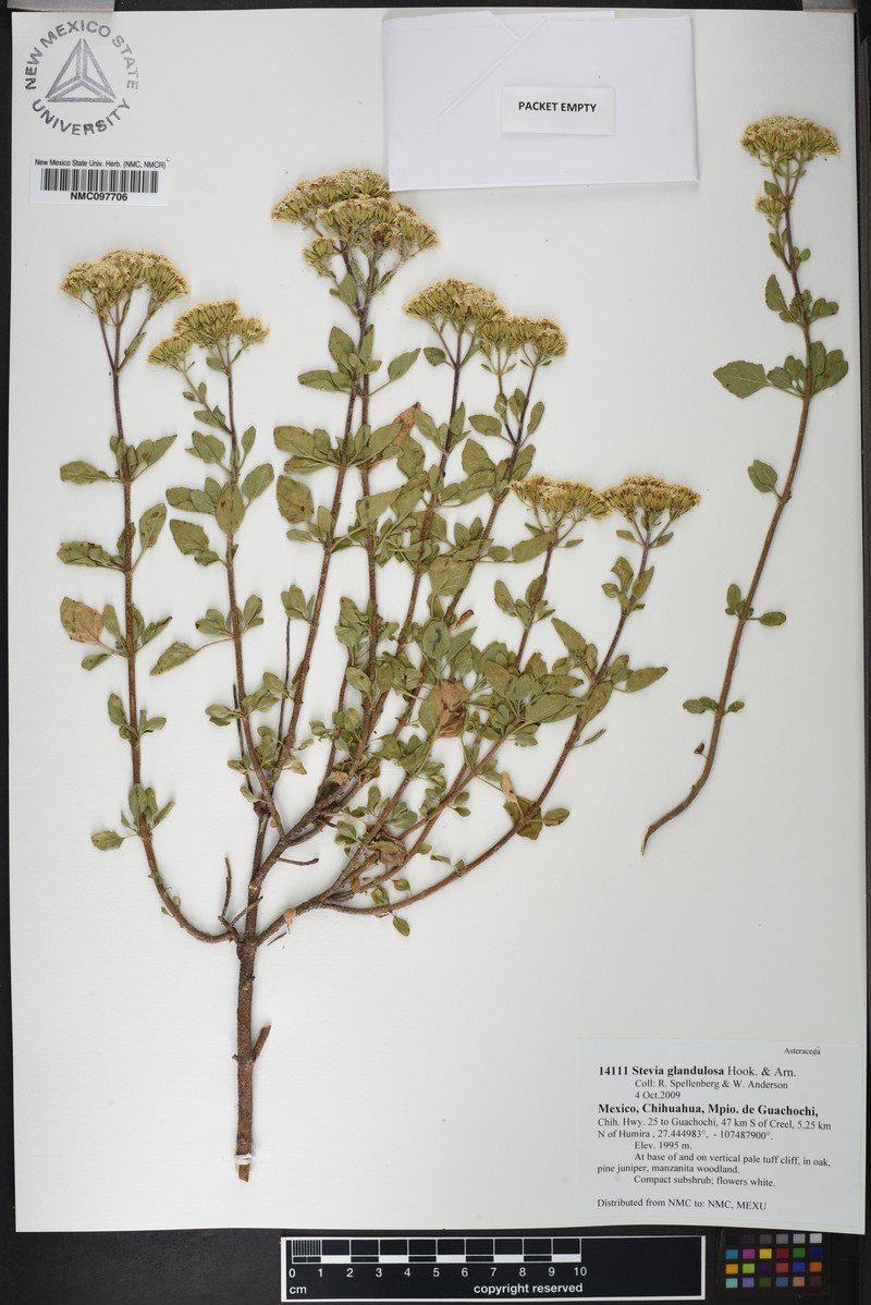Stevia glandulosa