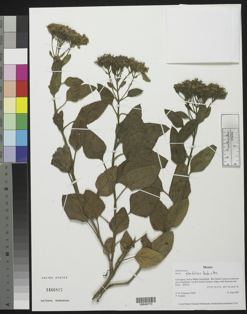 Stevia glandulosa photo 2