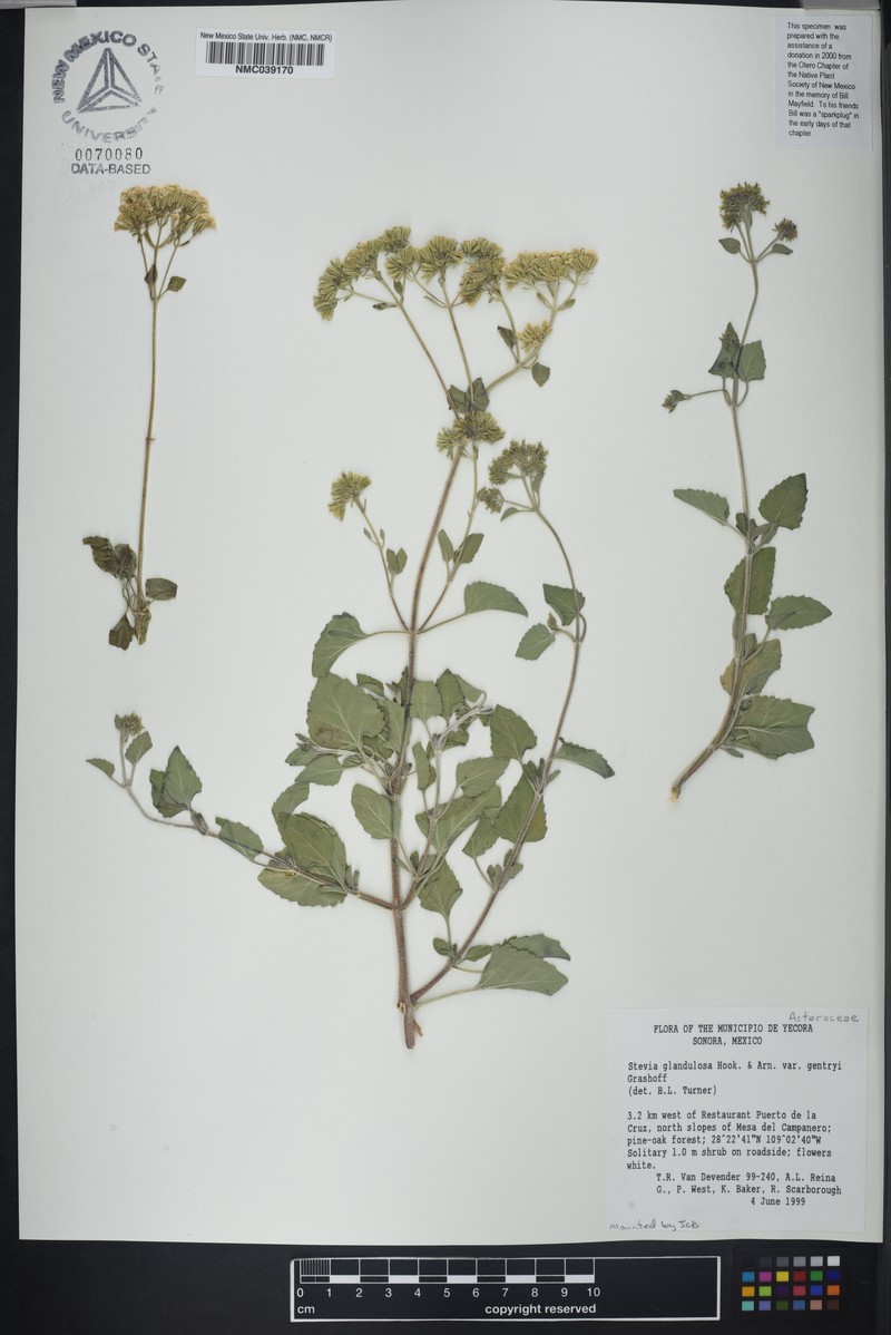 Stevia glandulosa photo 3