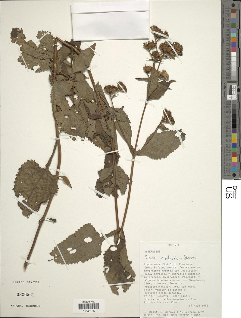 Stevia grisebachiana