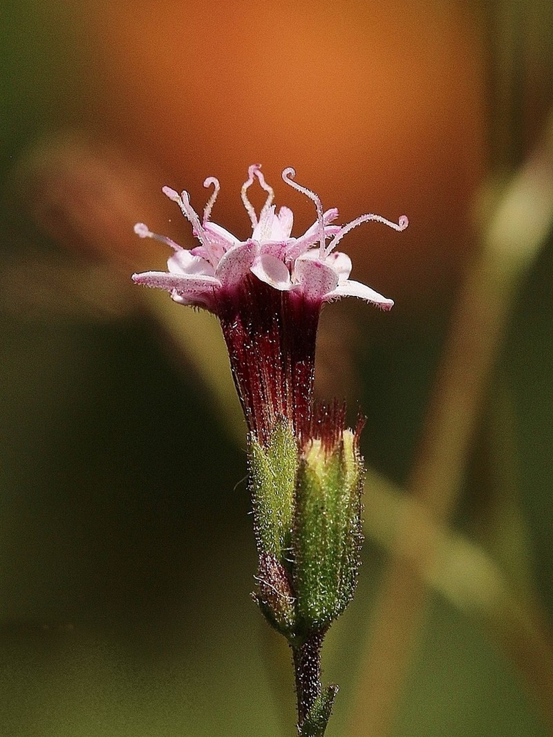 Stevia heptachaeta photo 2