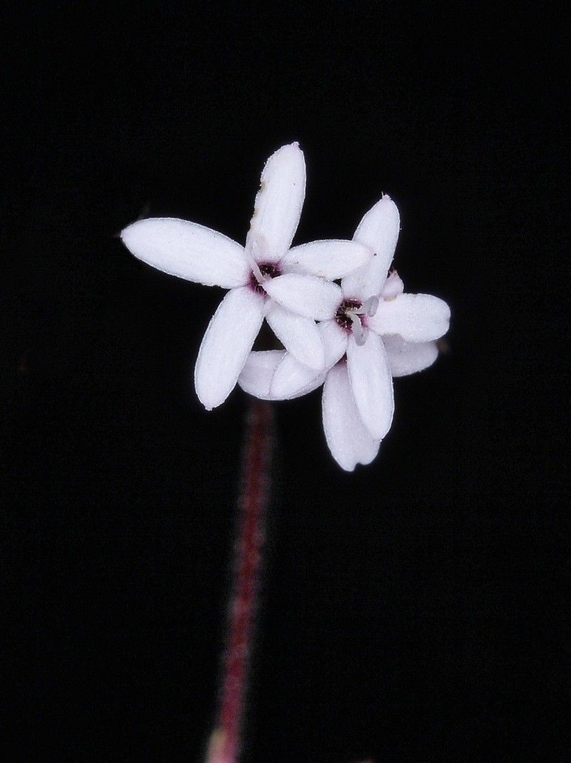 Stevia heptachaeta photo 3