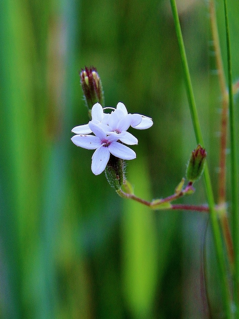 Stevia heptachaeta photo 5