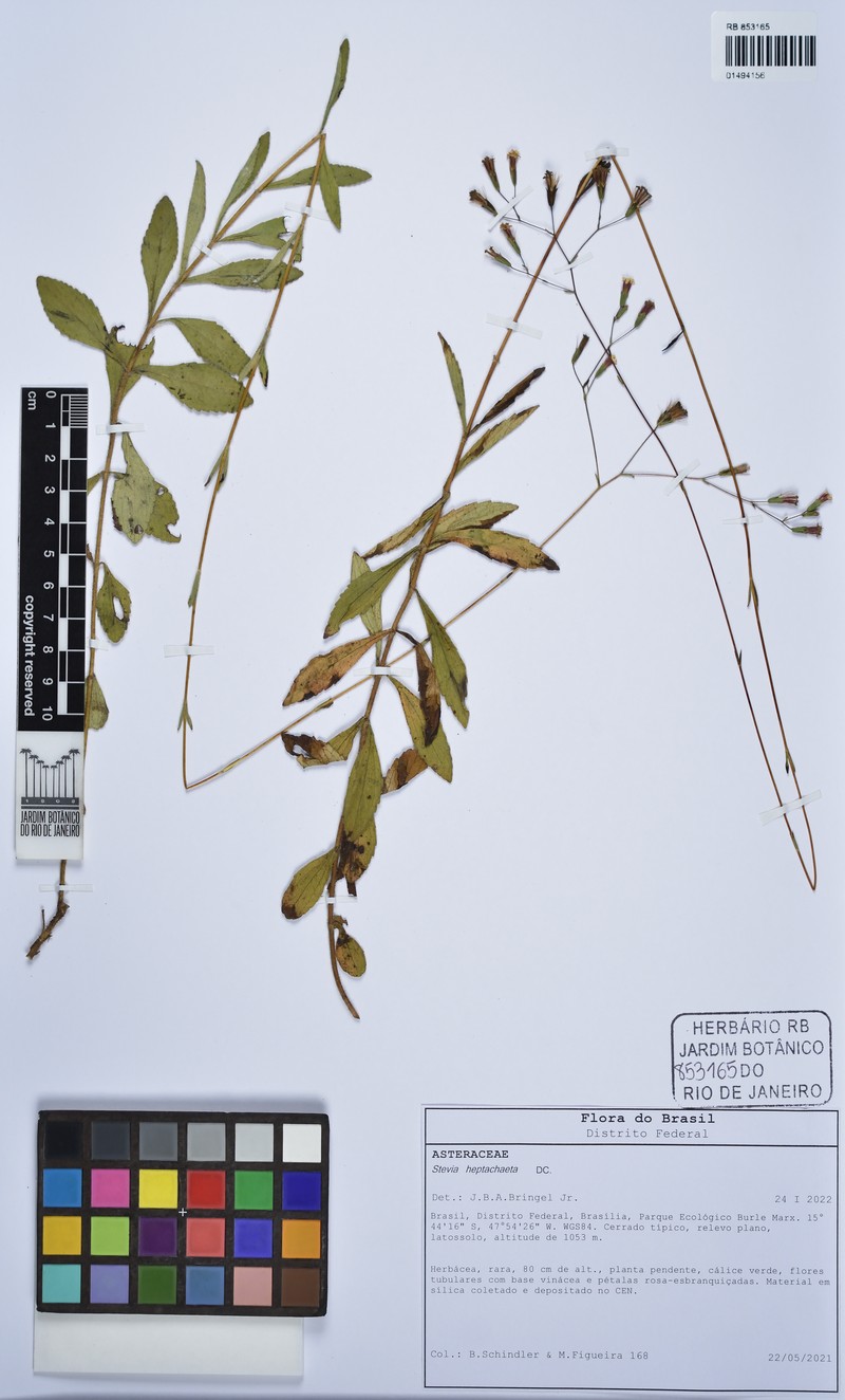 Stevia heptachaeta photo 6