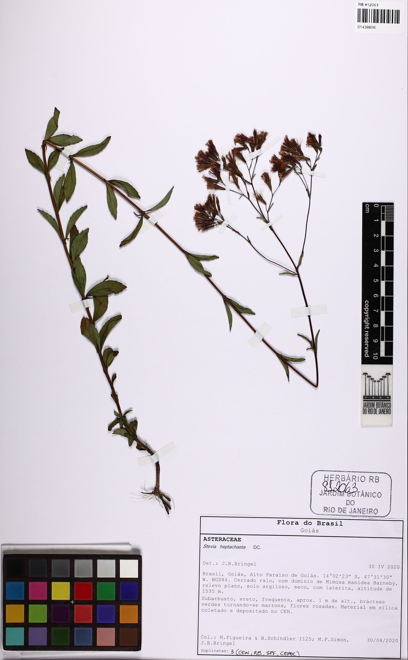 Stevia heptachaeta photo 7