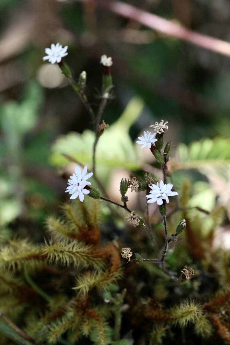 Stevia herrerae