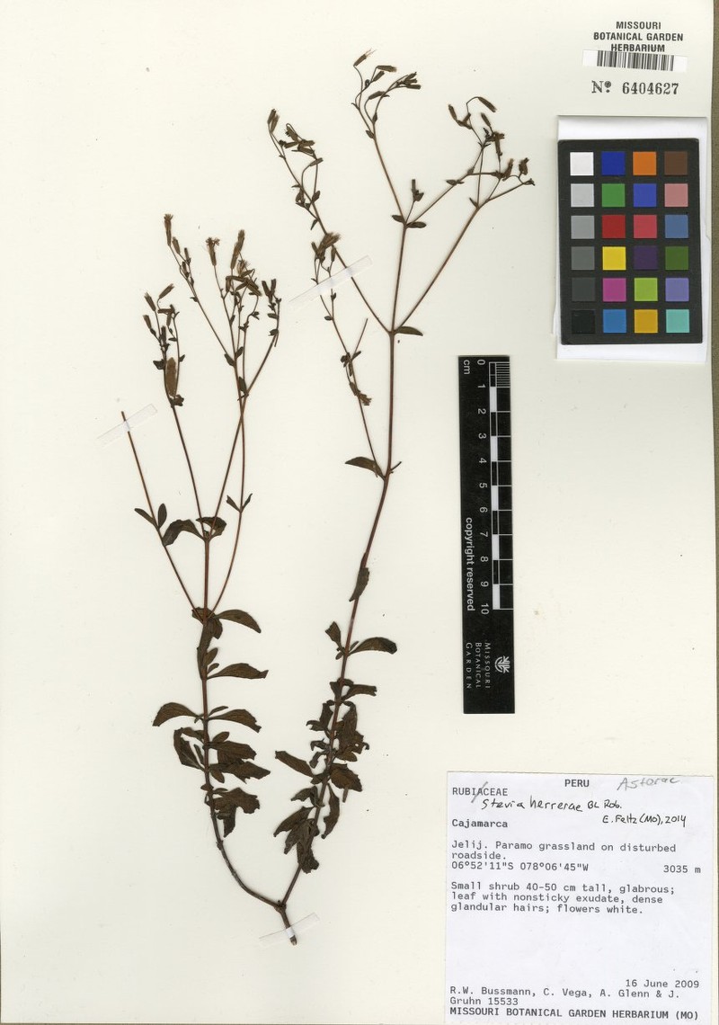 Stevia herrerae photo 2