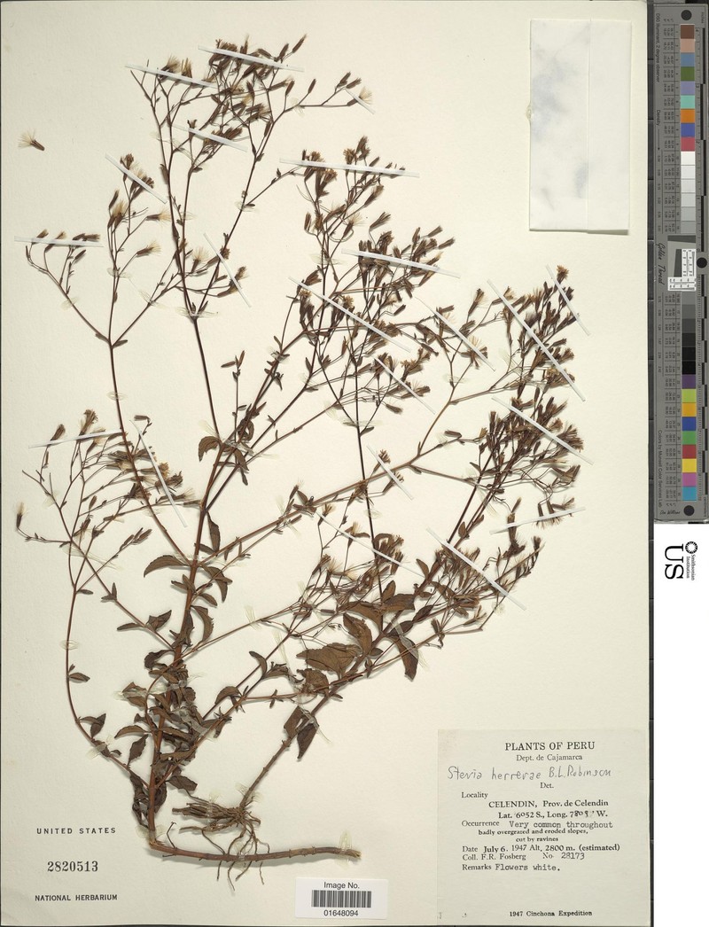 Stevia herrerae photo 3