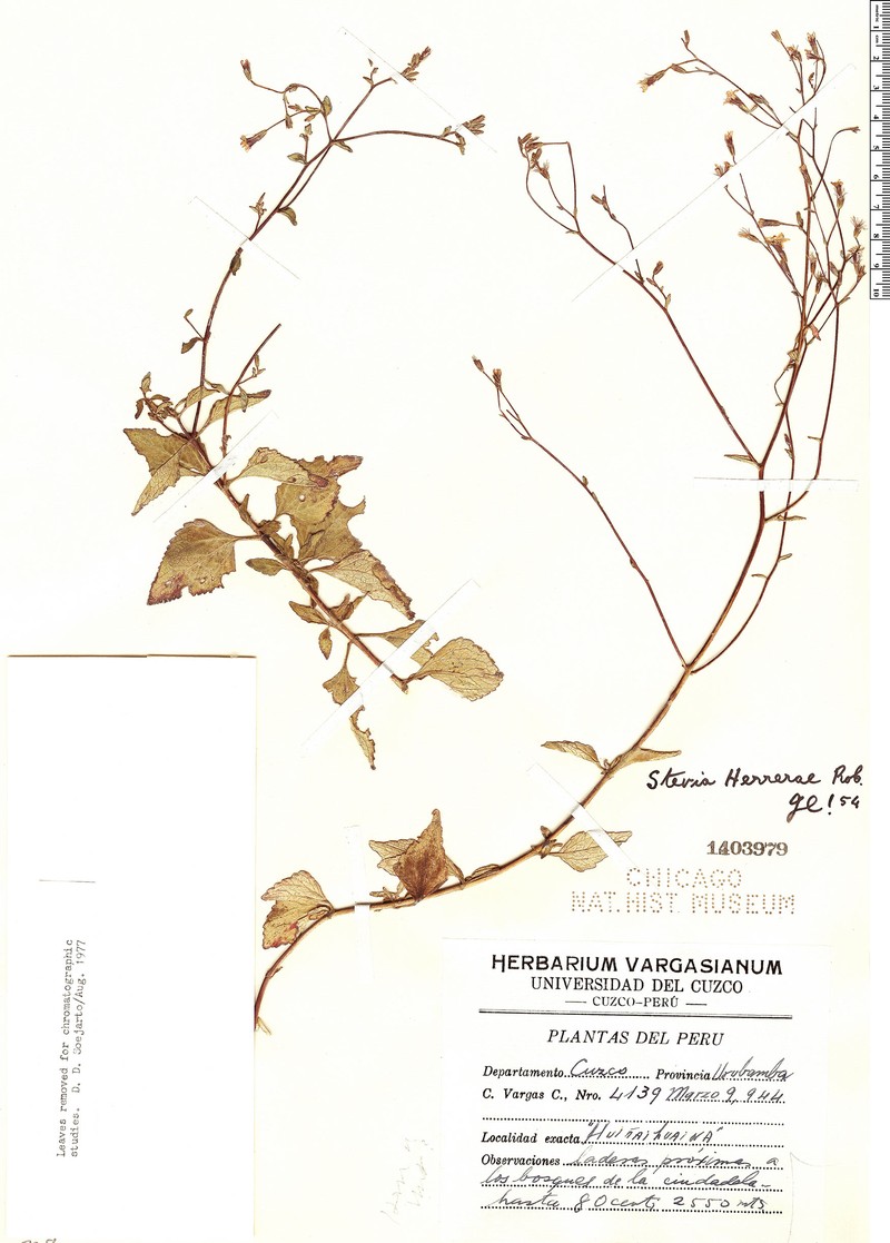 Stevia herrerae photo 4