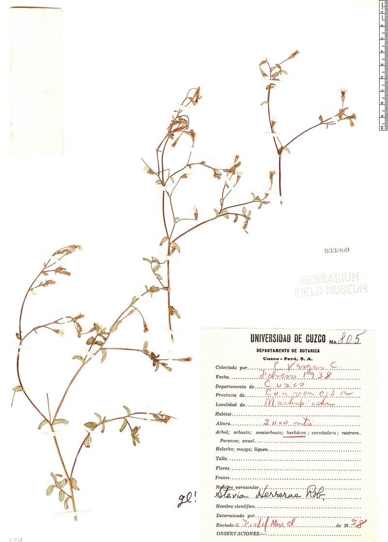 Stevia herrerae photo 5