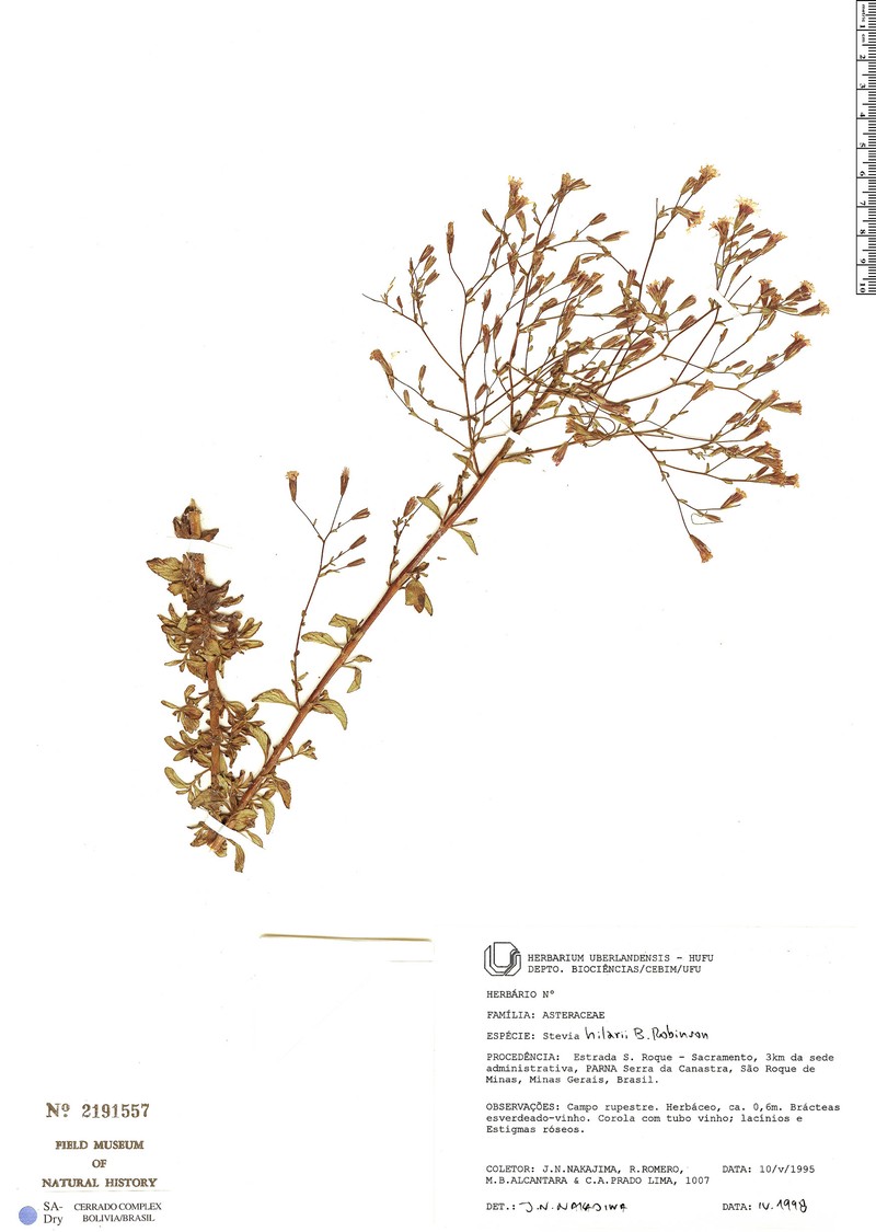 Stevia hilarii