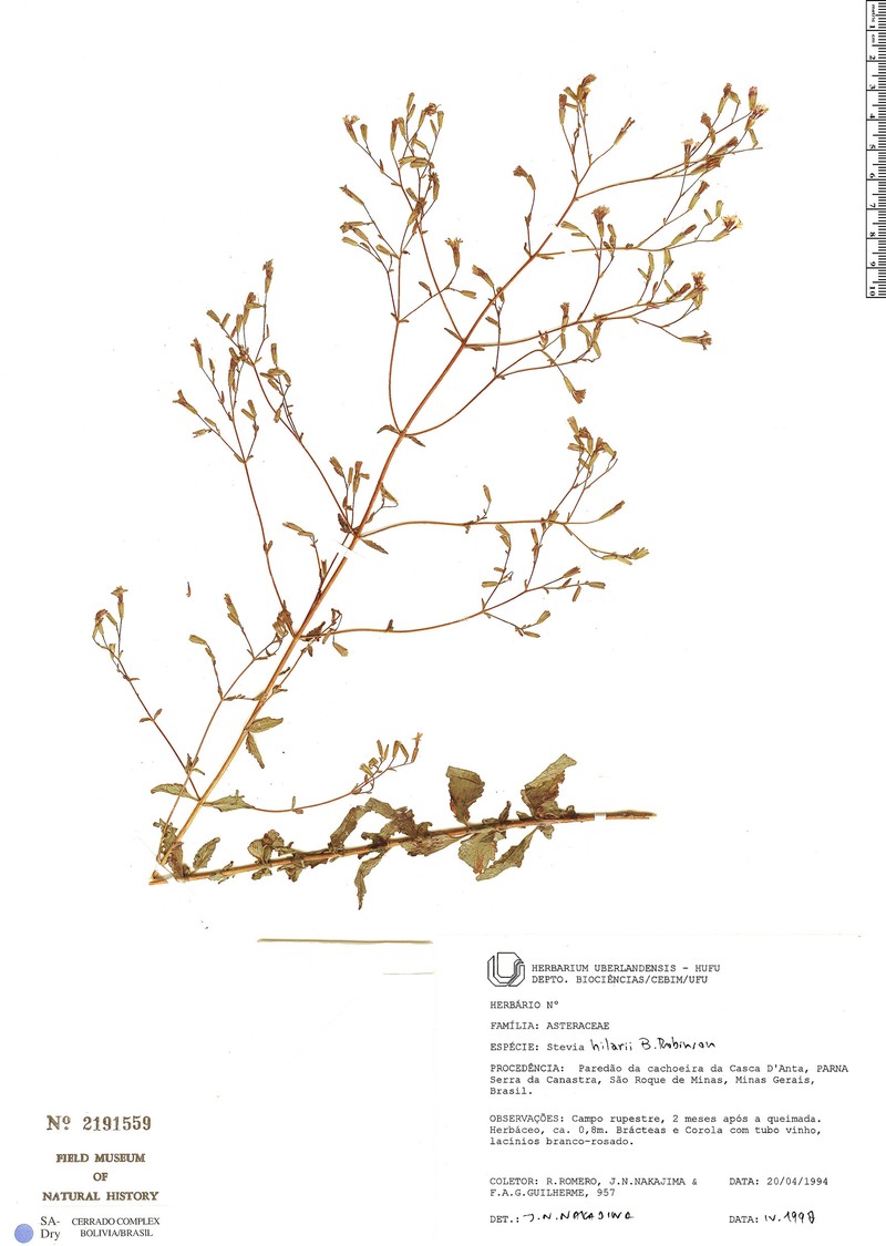 Stevia hilarii photo 2