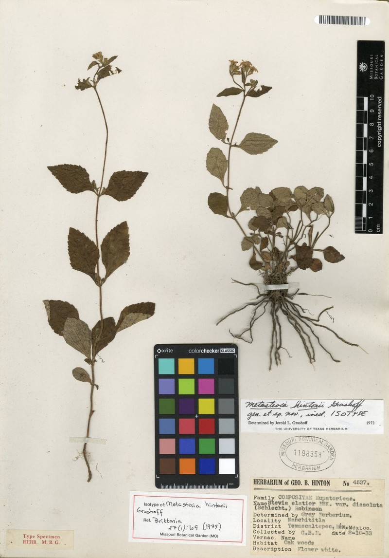 Stevia hintonii
