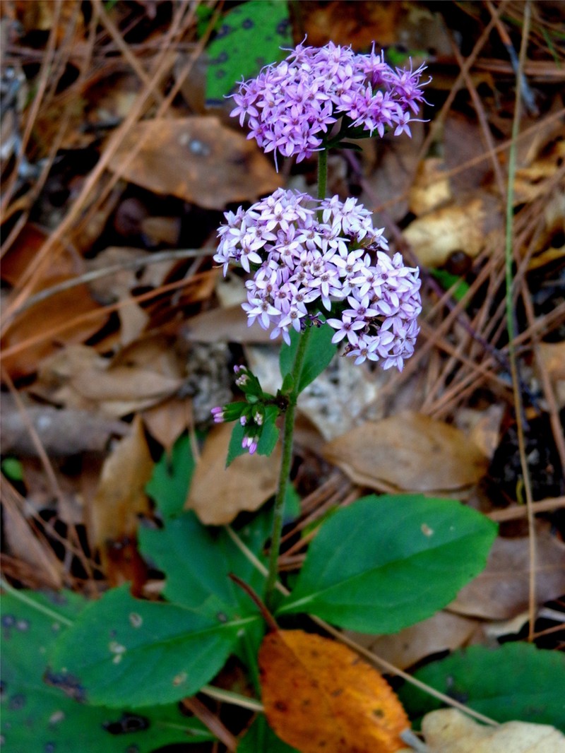 Stevia hintoniorum photo 2