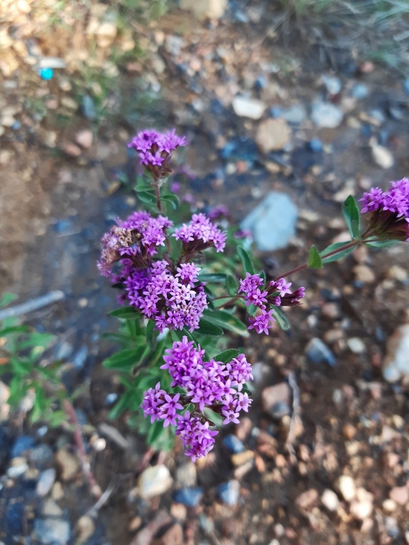 Stevia hintoniorum photo 3