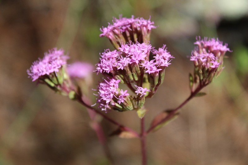Stevia hirsuta