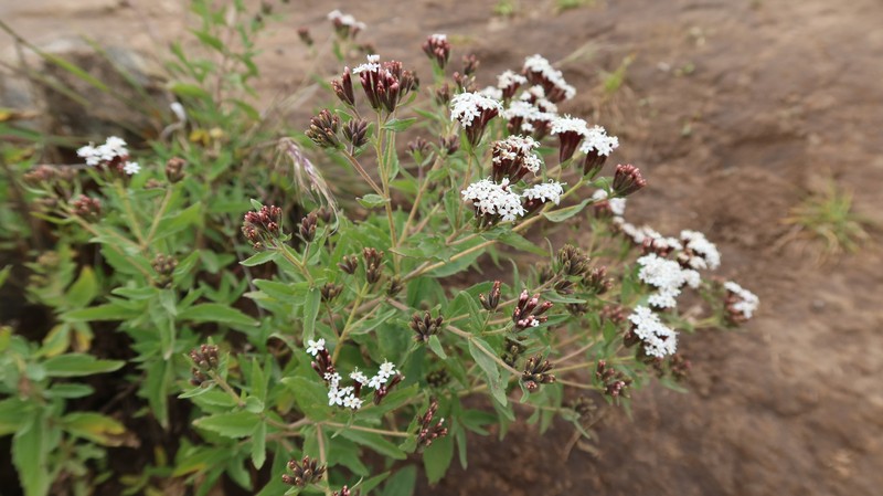 Stevia hoppii photo 2