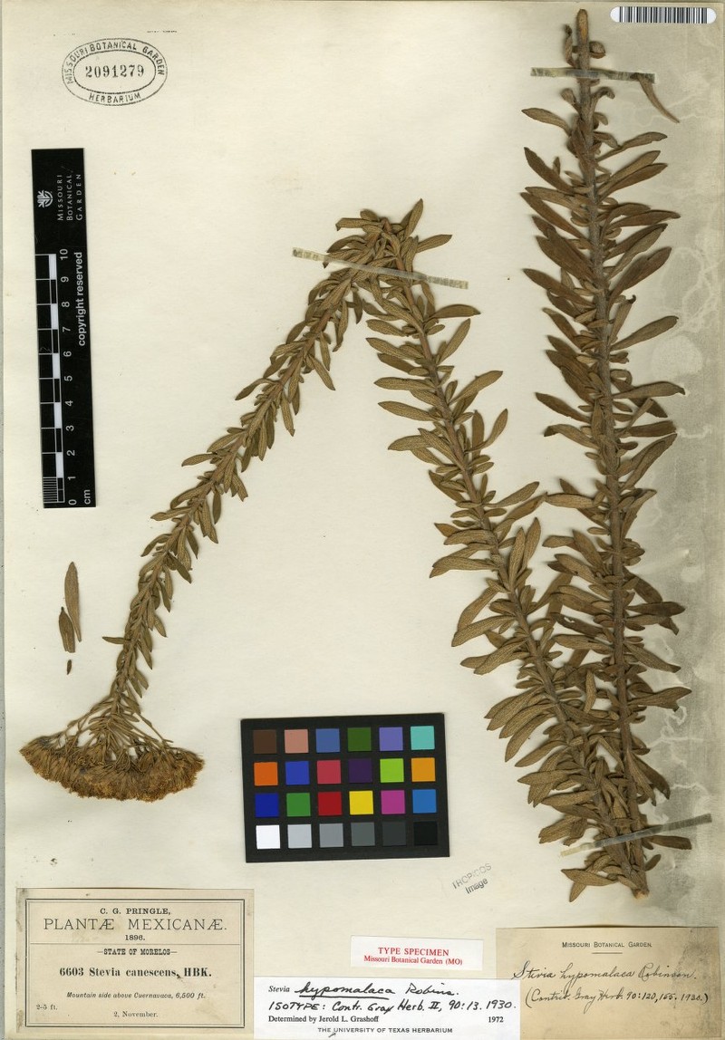 Stevia hypomalaca
