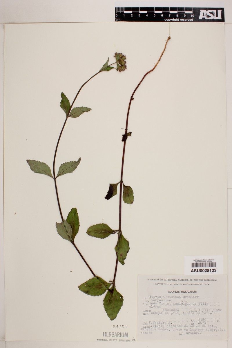 Stevia iltisiana