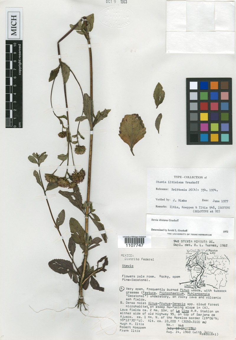 Stevia iltisiana photo 2