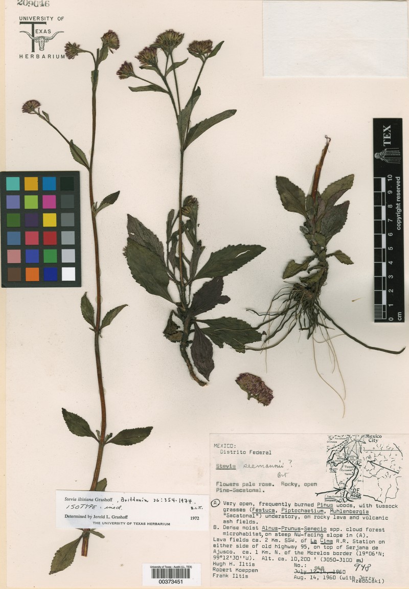 Stevia iltisiana photo 3