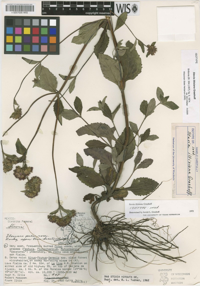 Stevia iltisiana photo 4