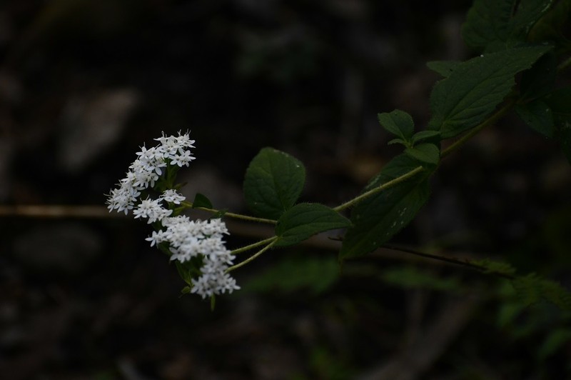 Stevia incognita photo 2