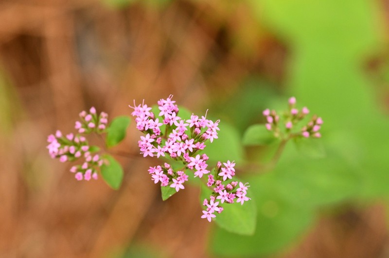 Stevia incognita photo 3