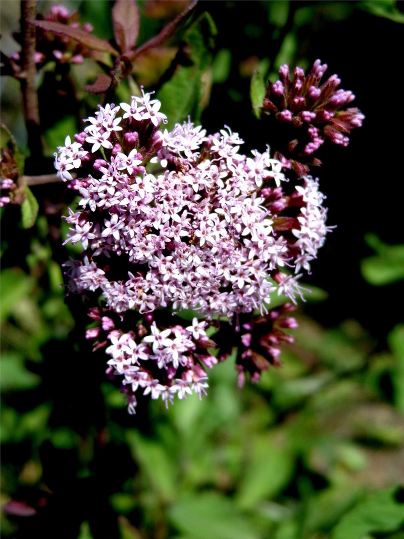 Stevia incognita photo 4