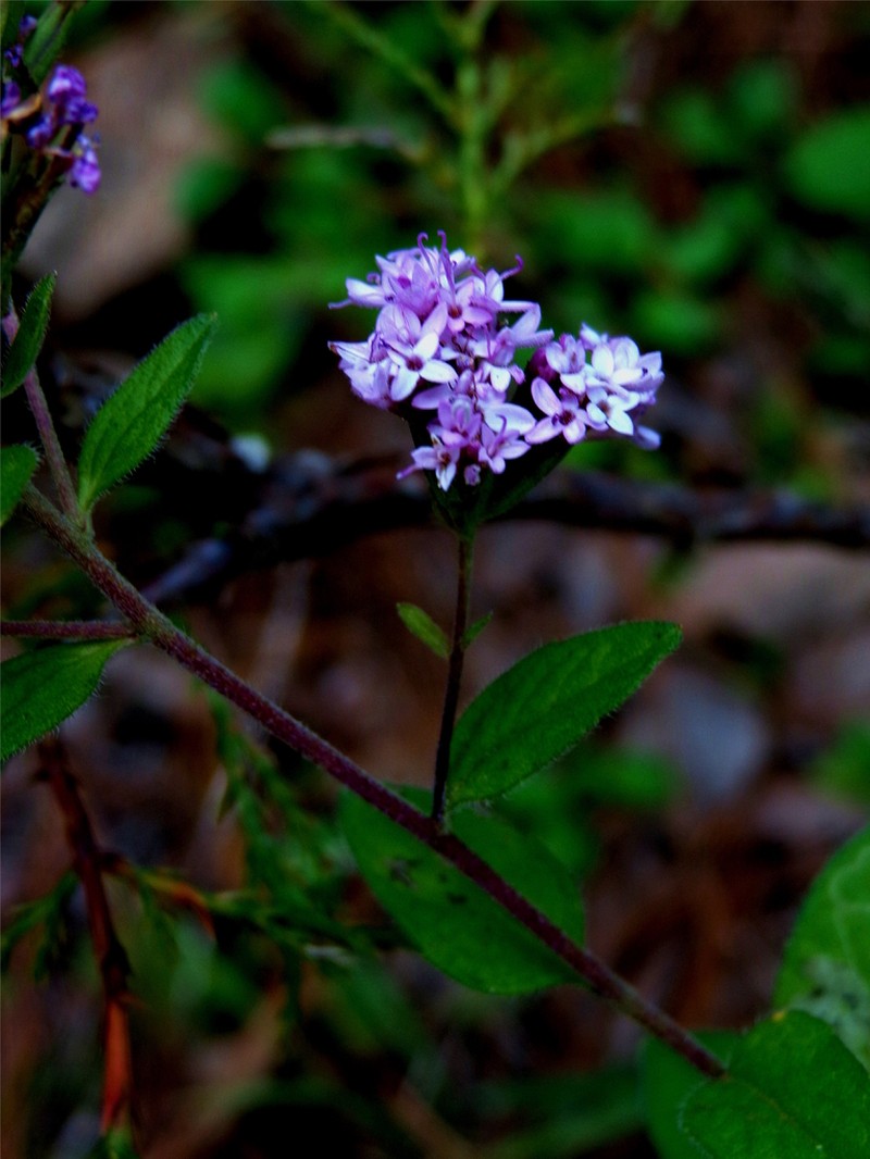 Stevia incognita photo 5