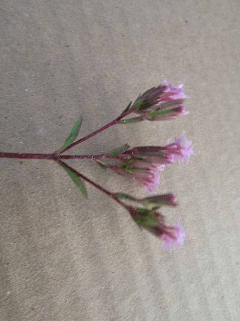 Stevia incognita photo 7