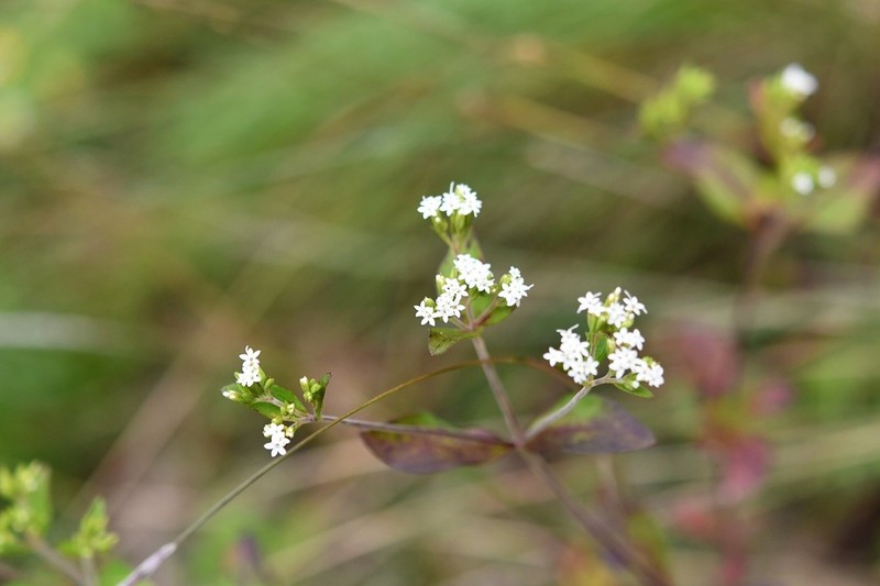 Stevia incognita photo 8