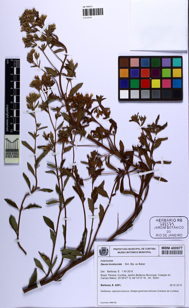 Stevia involucrata
