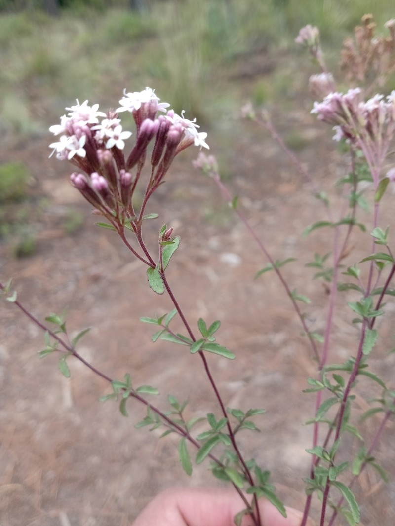 Stevia isomeca
