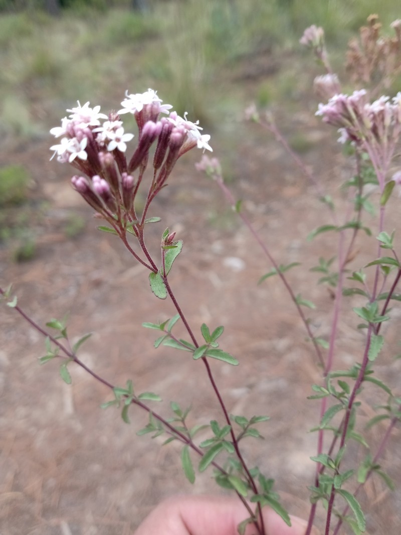 Stevia isomeca photo 2