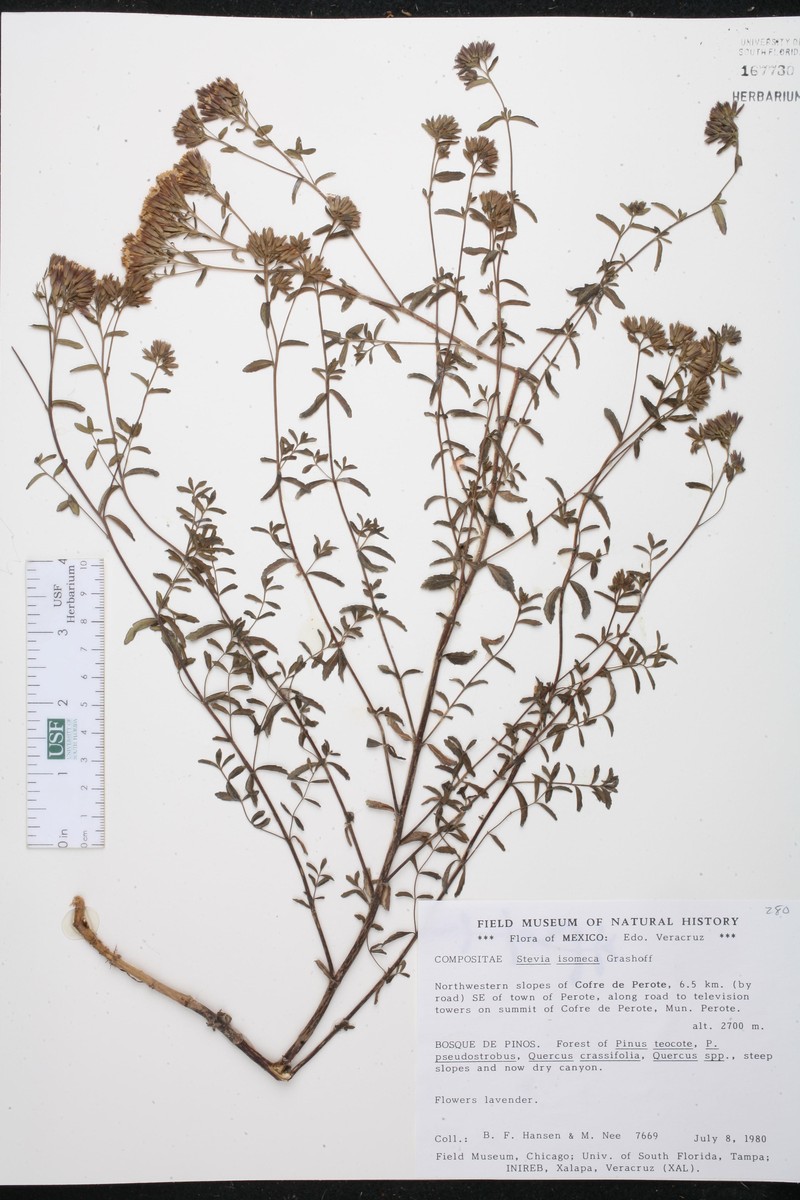 Stevia isomeca photo 3