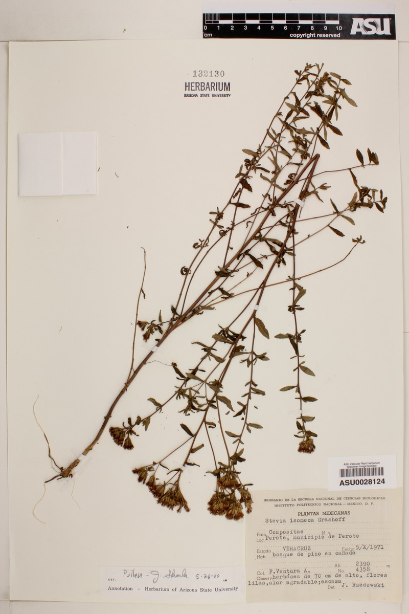 Stevia isomeca photo 4
