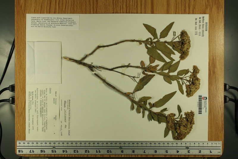 Stevia jaliscensis photo 2