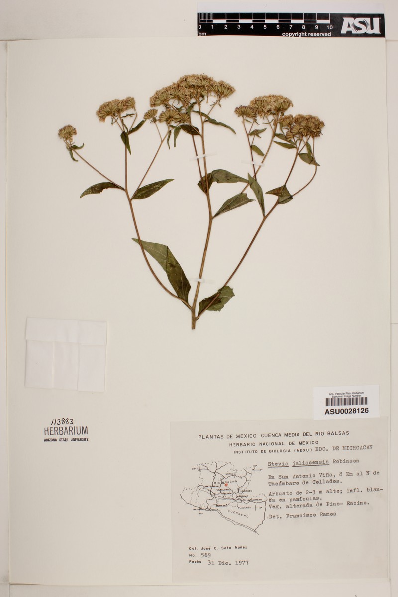 Stevia jaliscensis photo 3