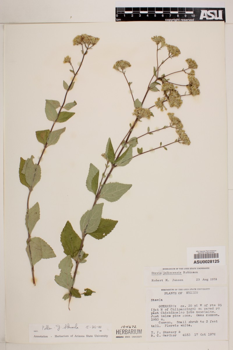 Stevia jaliscensis photo 4