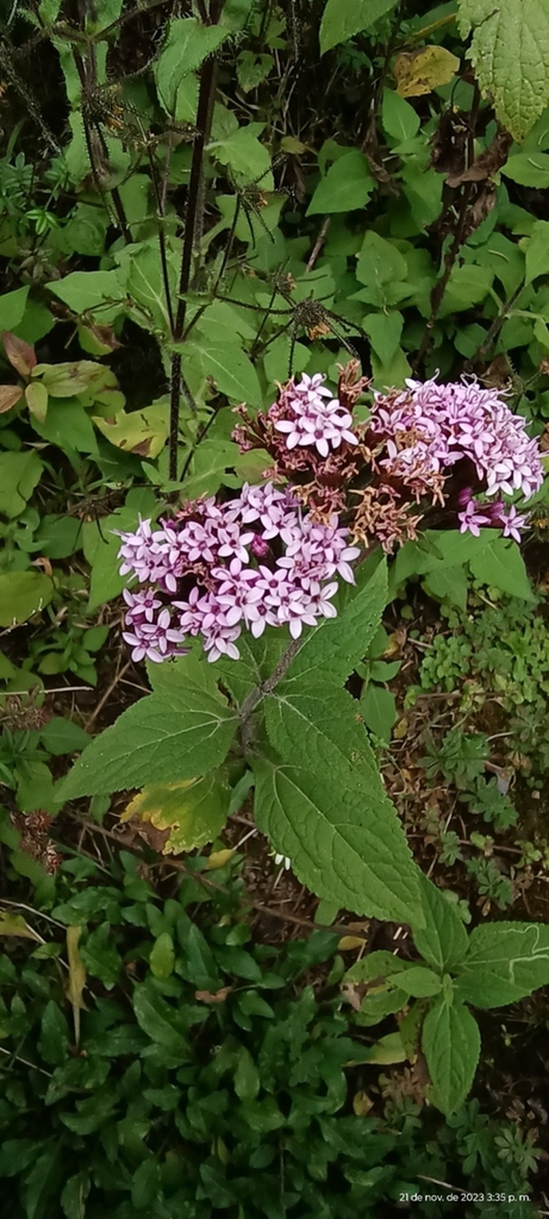 Stevia jorullensis