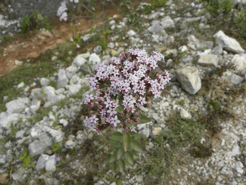 Stevia jorullensis photo 2