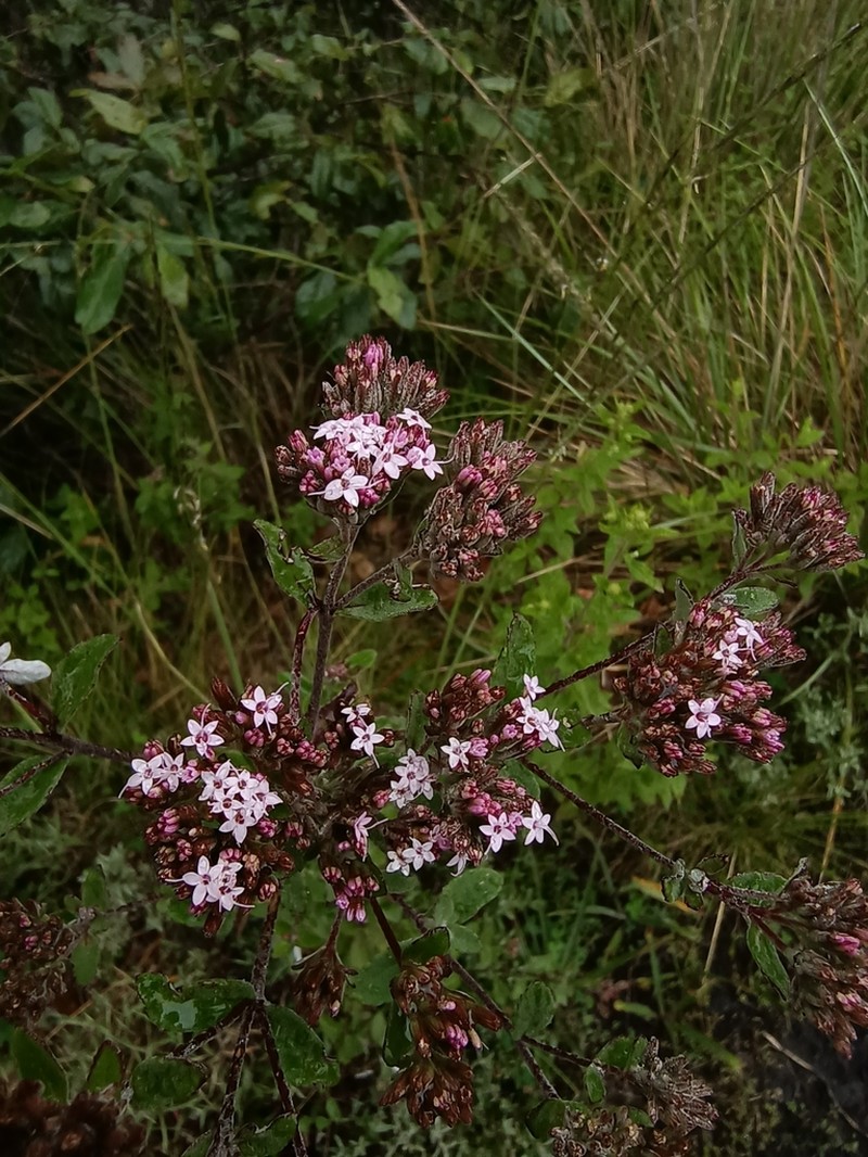 Stevia jorullensis photo 3