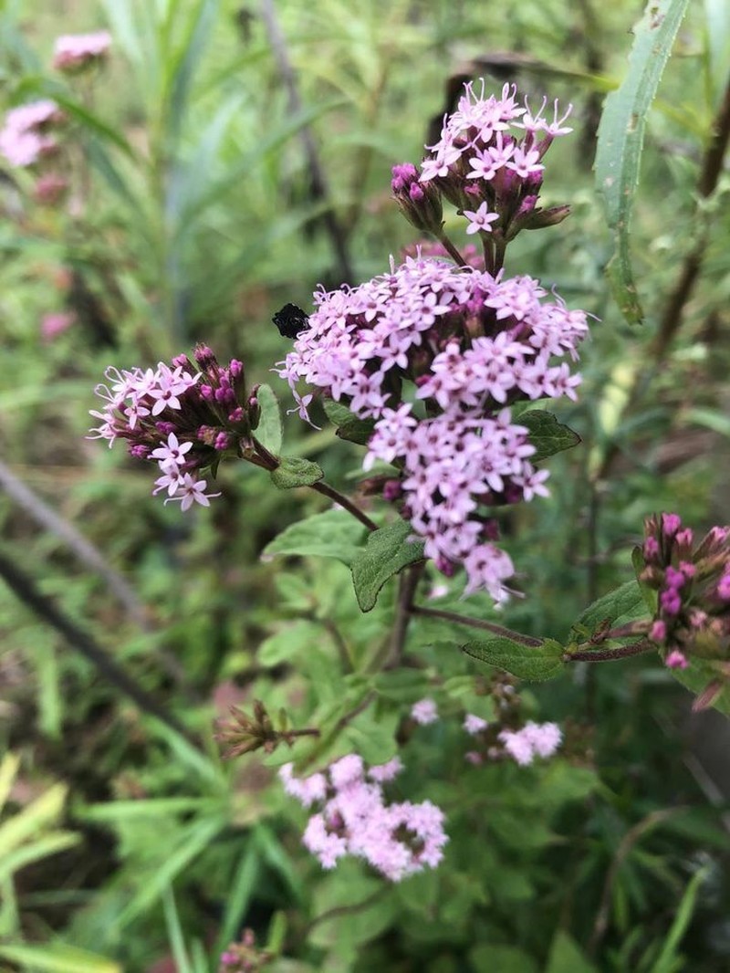 Stevia jorullensis photo 5
