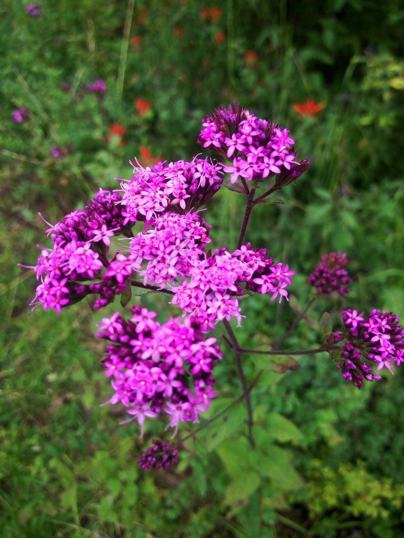 Stevia jorullensis photo 6